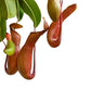 Pitcher Plant (Nepenthes Ventrata) - Carnivorous Plant - soiled.in