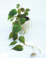 Philodendron Micans - Philodendron - soiled.in