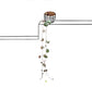 String of Hearts Green (Ceropegia Woodii) - String - soiled.in