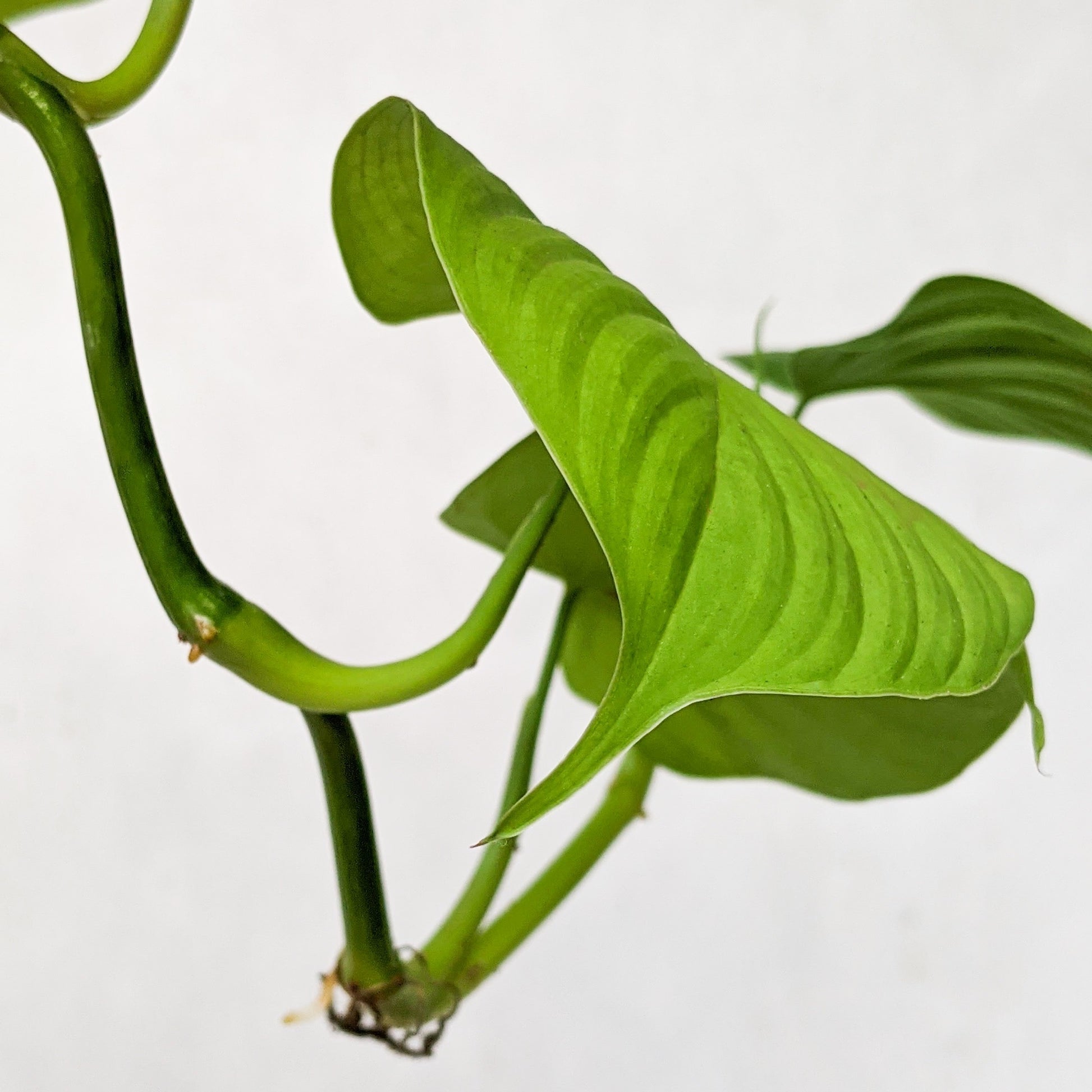 Philodendron Fibraecataphyllum - Philodendron - soiled.in