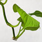 Philodendron Fibraecataphyllum - Philodendron - soiled.in