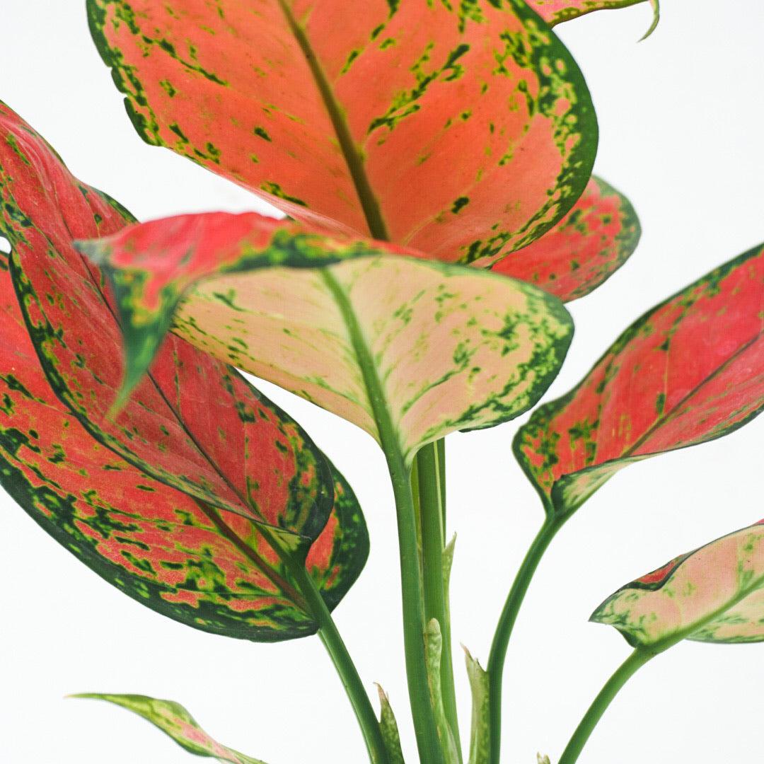 Aglaonema ‘Red Zircon’ - Aglaonema - soiled.in