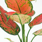 Aglaonema ‘Red Zircon’ - Aglaonema - soiled.in