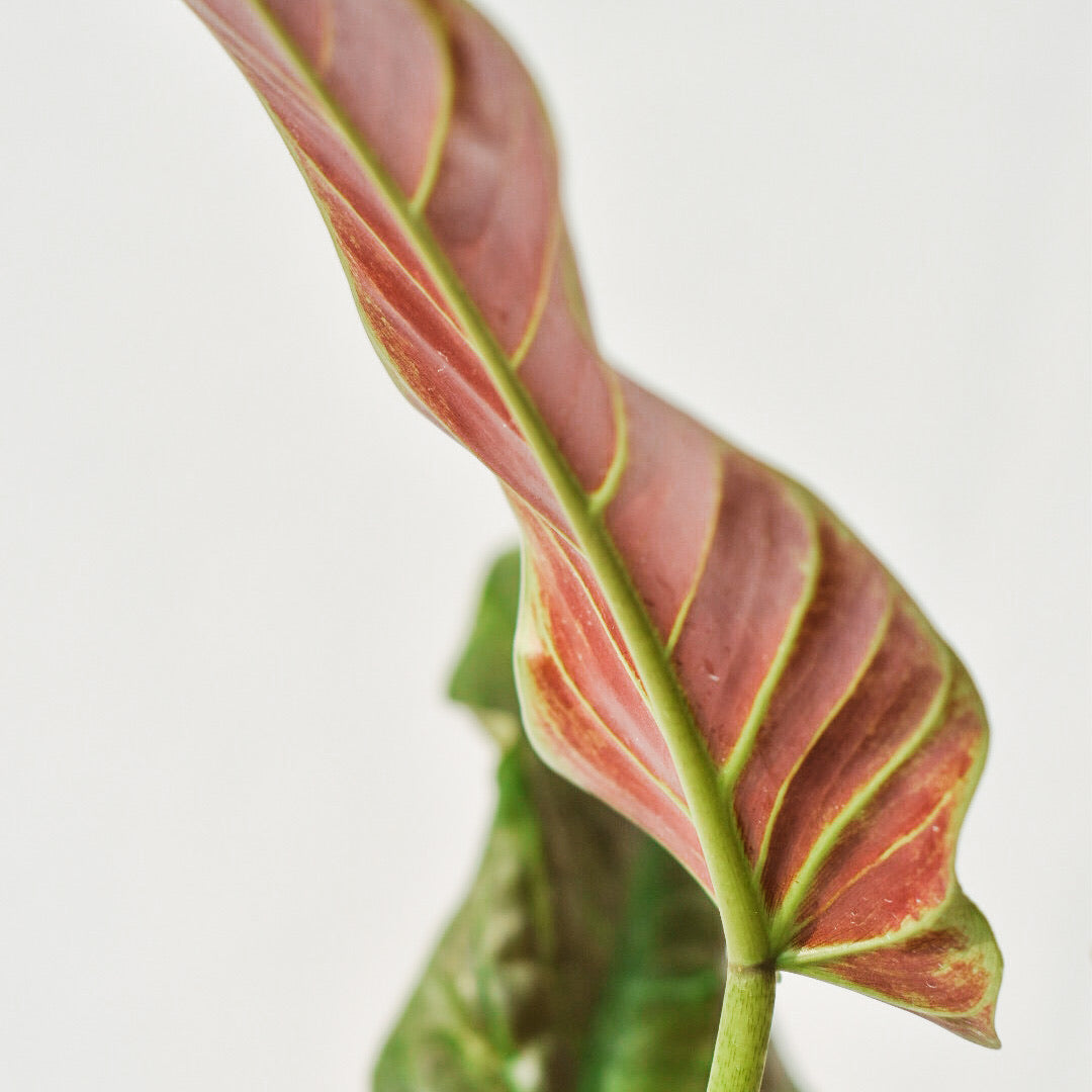 Philodendron Subhastatum - Philodendron - soiled.in