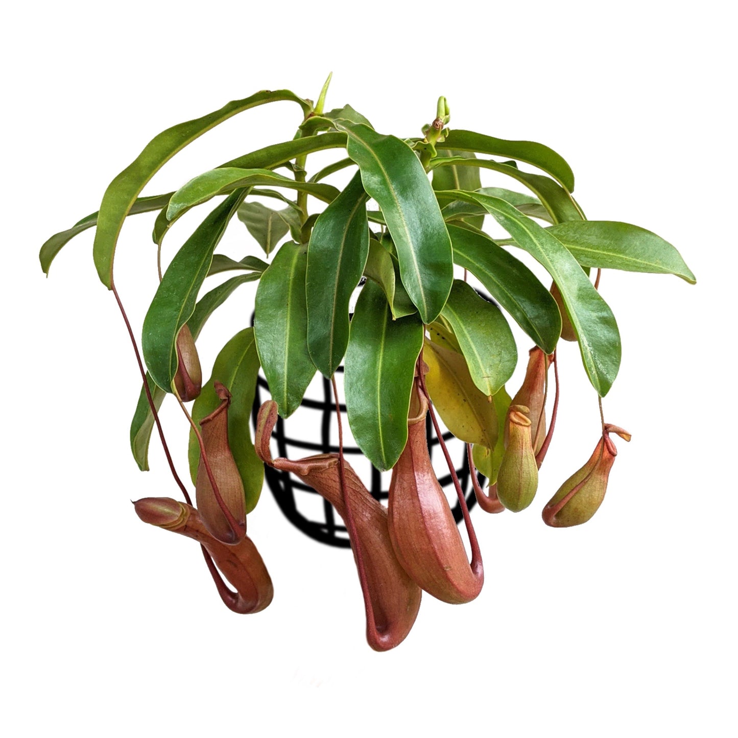 Pitcher Plant (Nepenthes Ventrata) - Carnivorous Plant - soiled.in