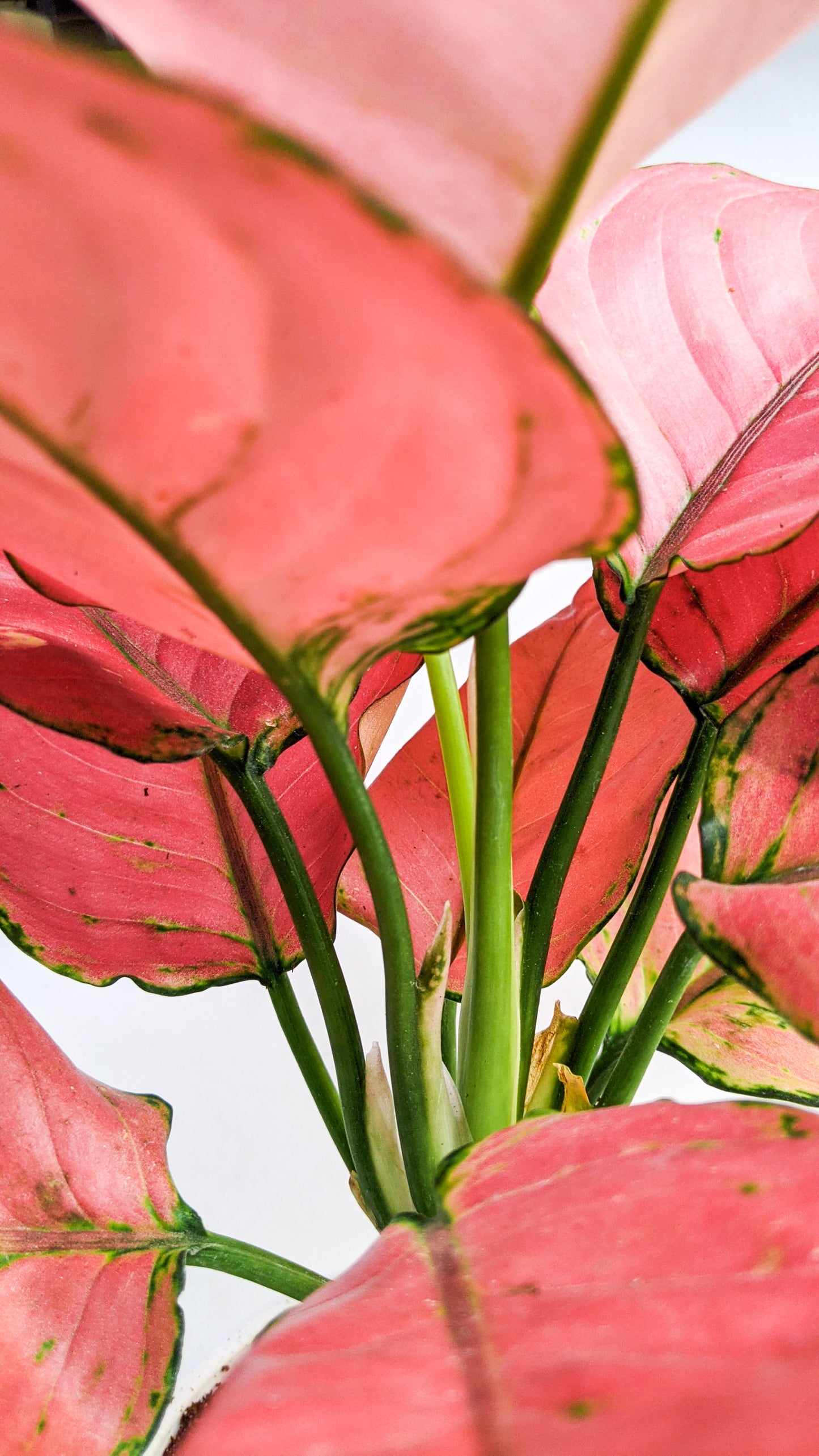 Aglaonema 'Pink Anyamanee' - Aglaonema - soiled.in