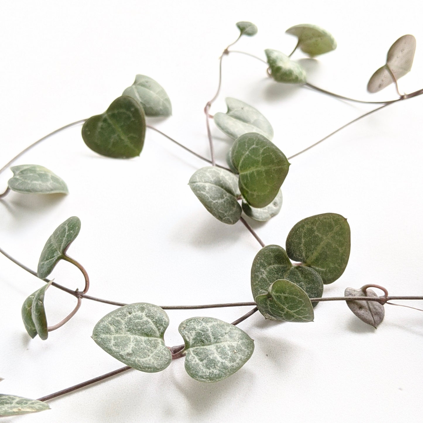 String of Hearts Green (Ceropegia Woodii) - String - soiled.in