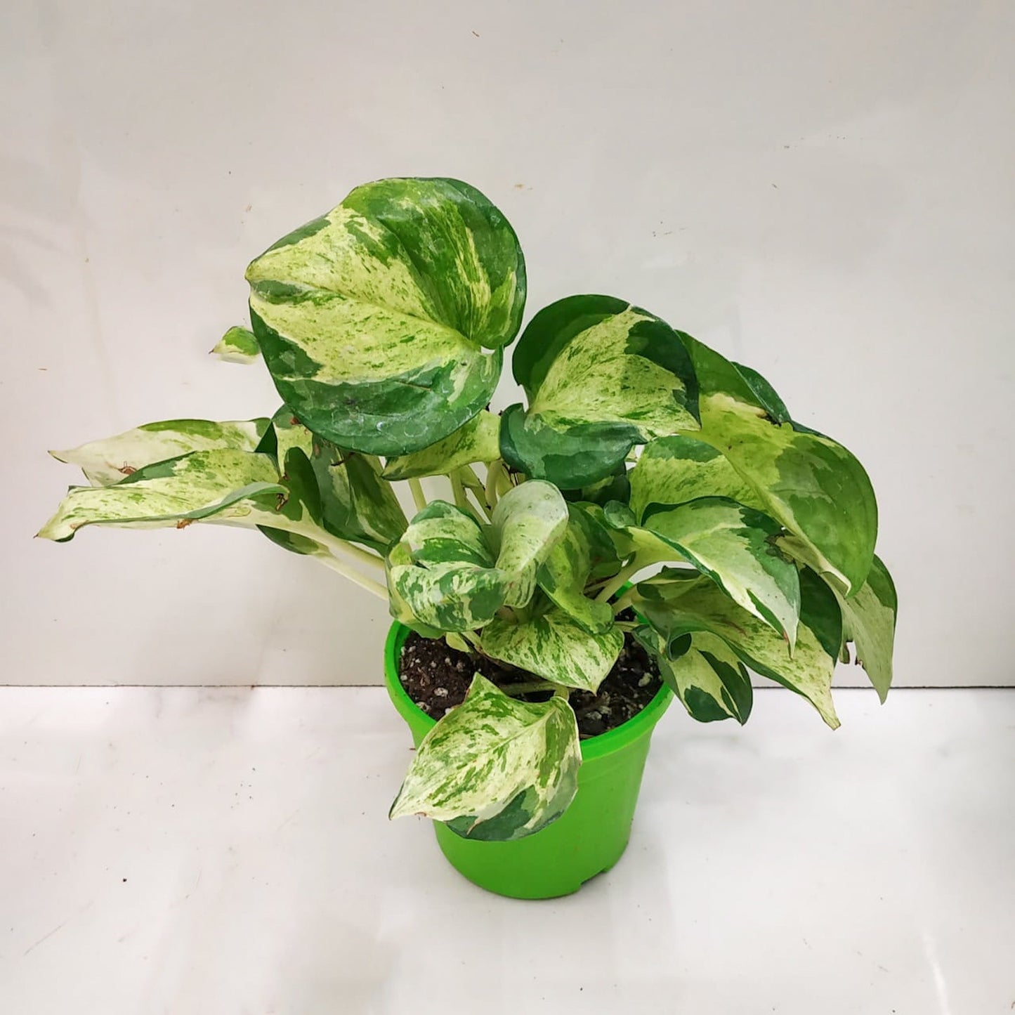 Pothos 'Manjula' - Pothos - soiled.in