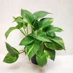 Money Plant 'Golden' - Money Plant - Soiled