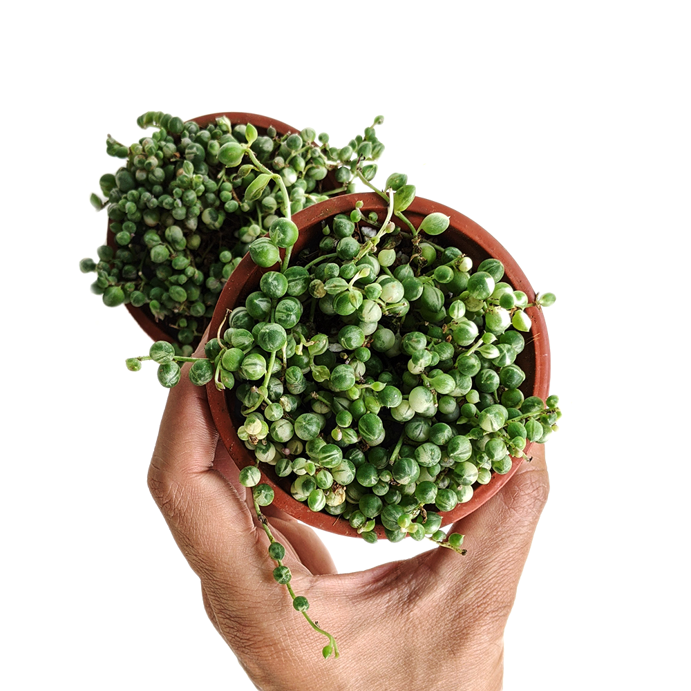 Variegated Strings of Pearl (Senecio Rowleyanus) - Succulent - Soiled