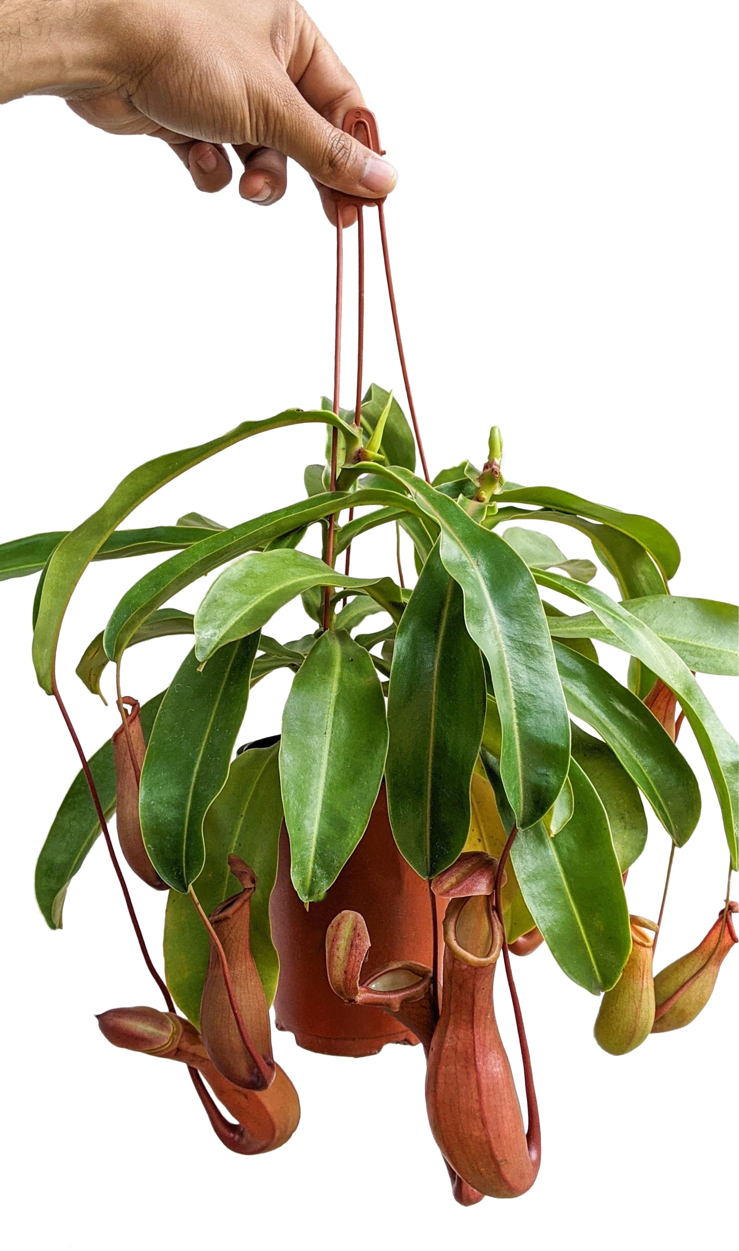 Pitcher Plant (Nepenthes Ventrata) - Carnivorous Plant - soiled.in