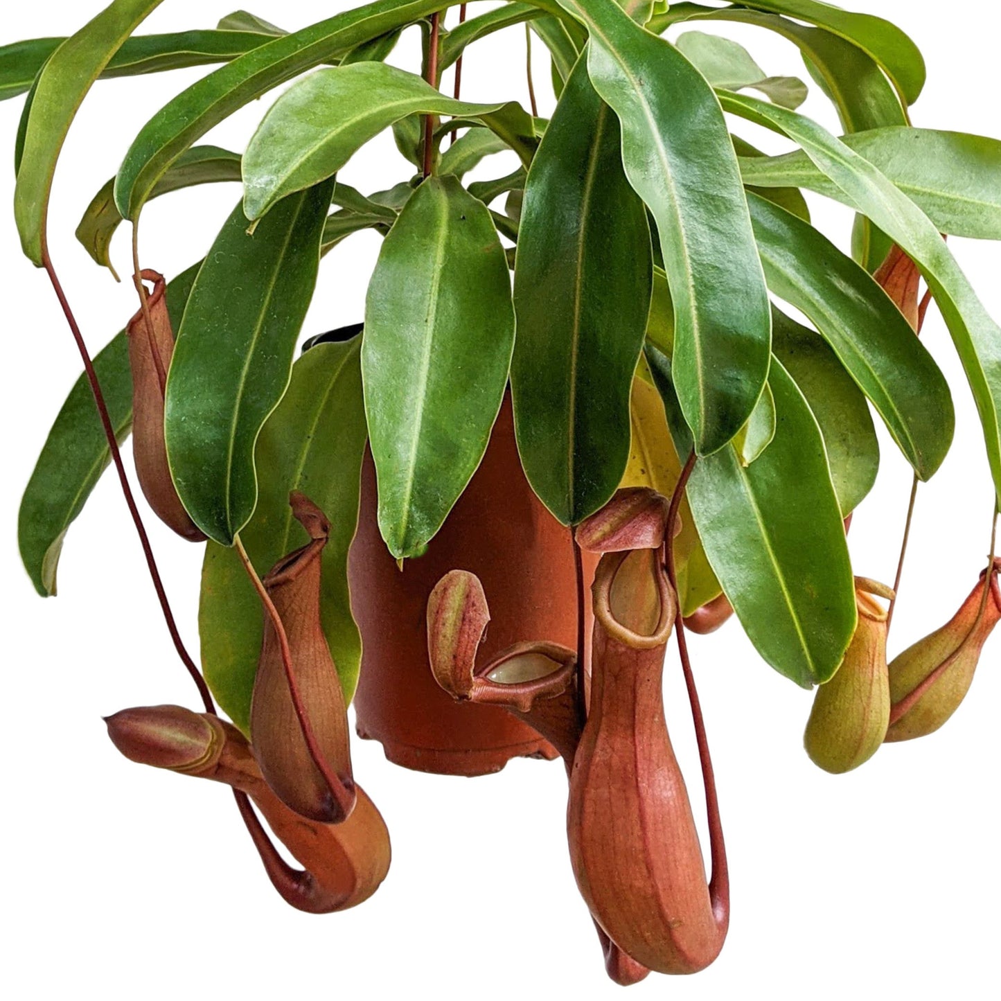 Pitcher Plant (Nepenthes Ventrata) - Carnivorous Plant - soiled.in