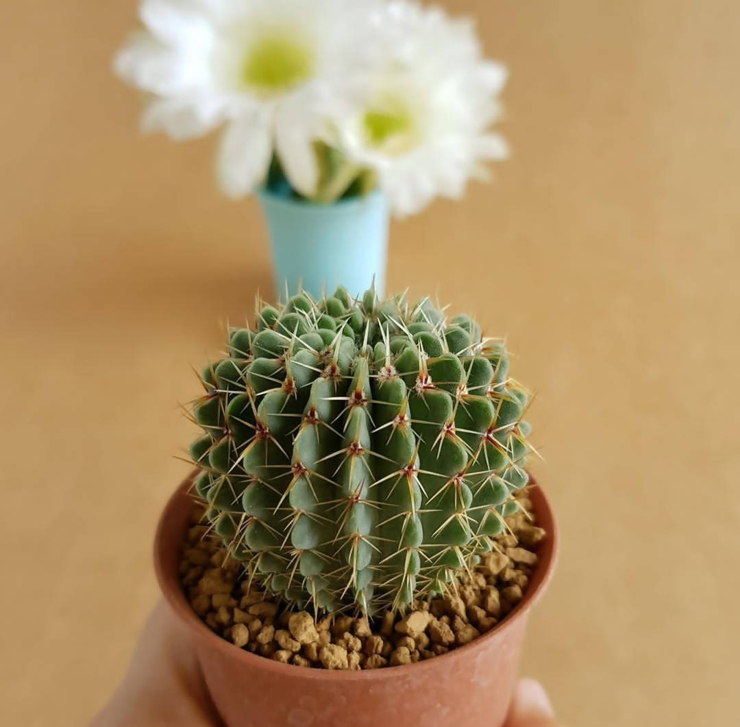 Notocactus Buiningii - Cactus - soiled.in