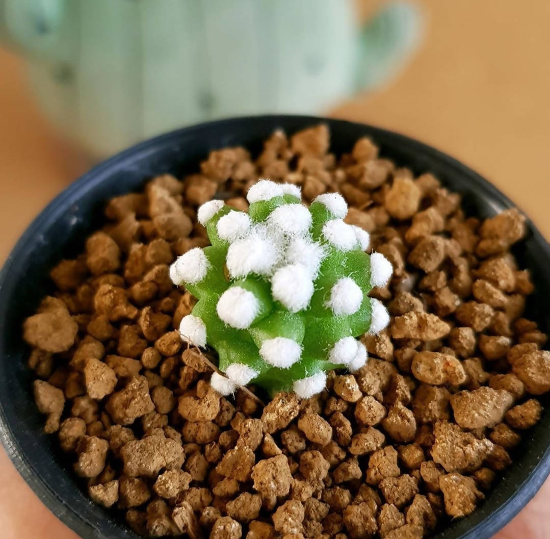 Mammillaria Oruga Blanca - Cactus mammillaria snowcap - soiled.in