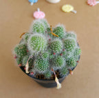 Rebutia Albispina - Cactus & Succulent - Soiled