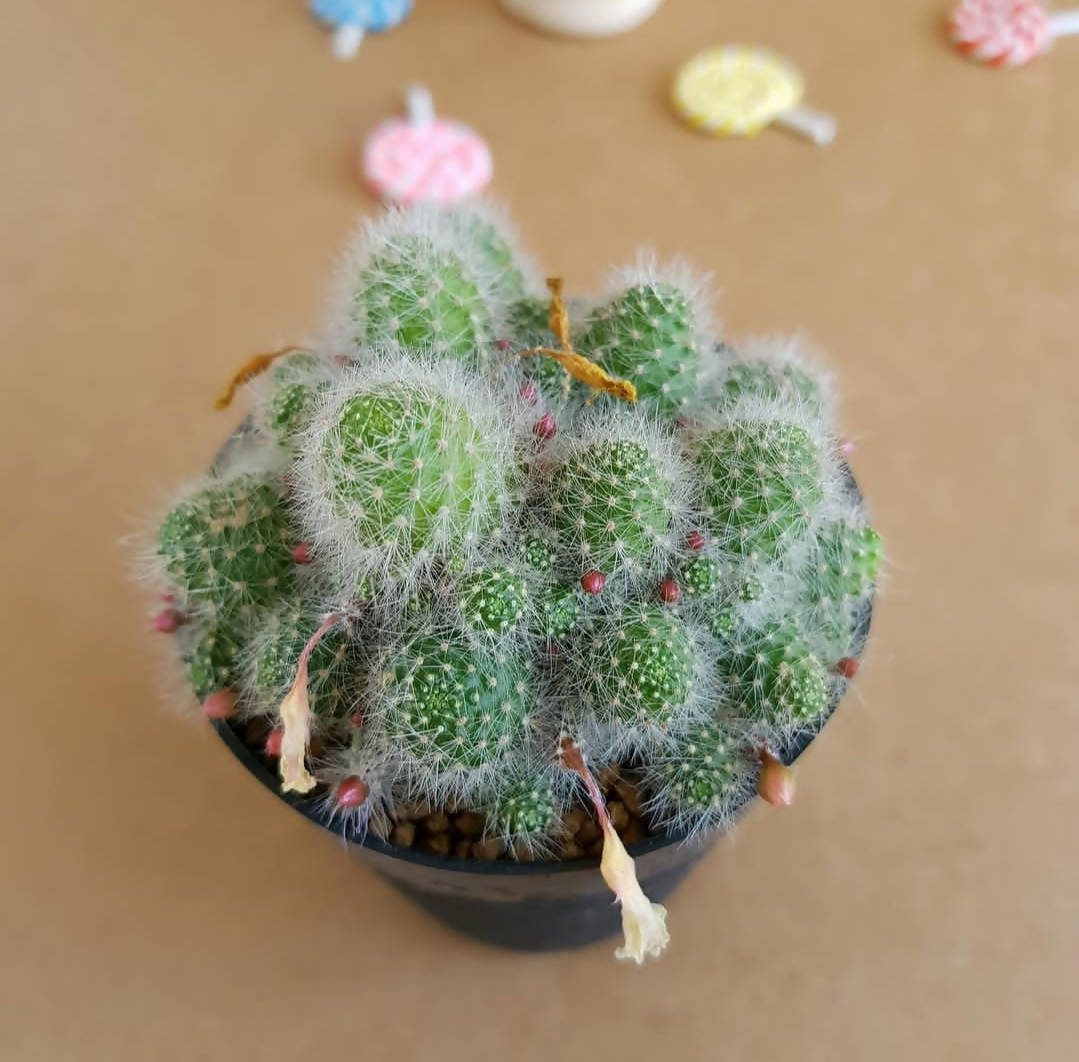 Rebutia Albispina - Cactus - soiled.in
