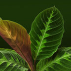 Calathea Warscewiczii (Jungle Velvet) - Indoor & Outdoor Plants - Soiled