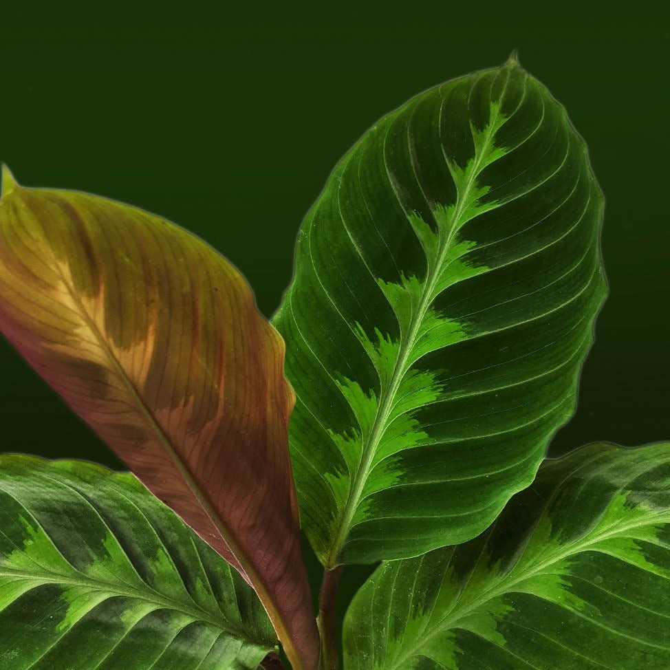 Calathea Warscewiczii (Jungle Velvet) - Indoor & Outdoor Plants - Soiled