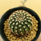 Lobivia Hybrid - Cactus & Succulent - Soiled