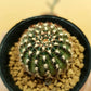 Lobivia Hybrid - Cactus - soiled.in