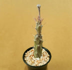 Senecio Pendulus - Cactus & Succulent - Soiled