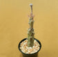 Senecio Pendulus - Succulent - soiled.in