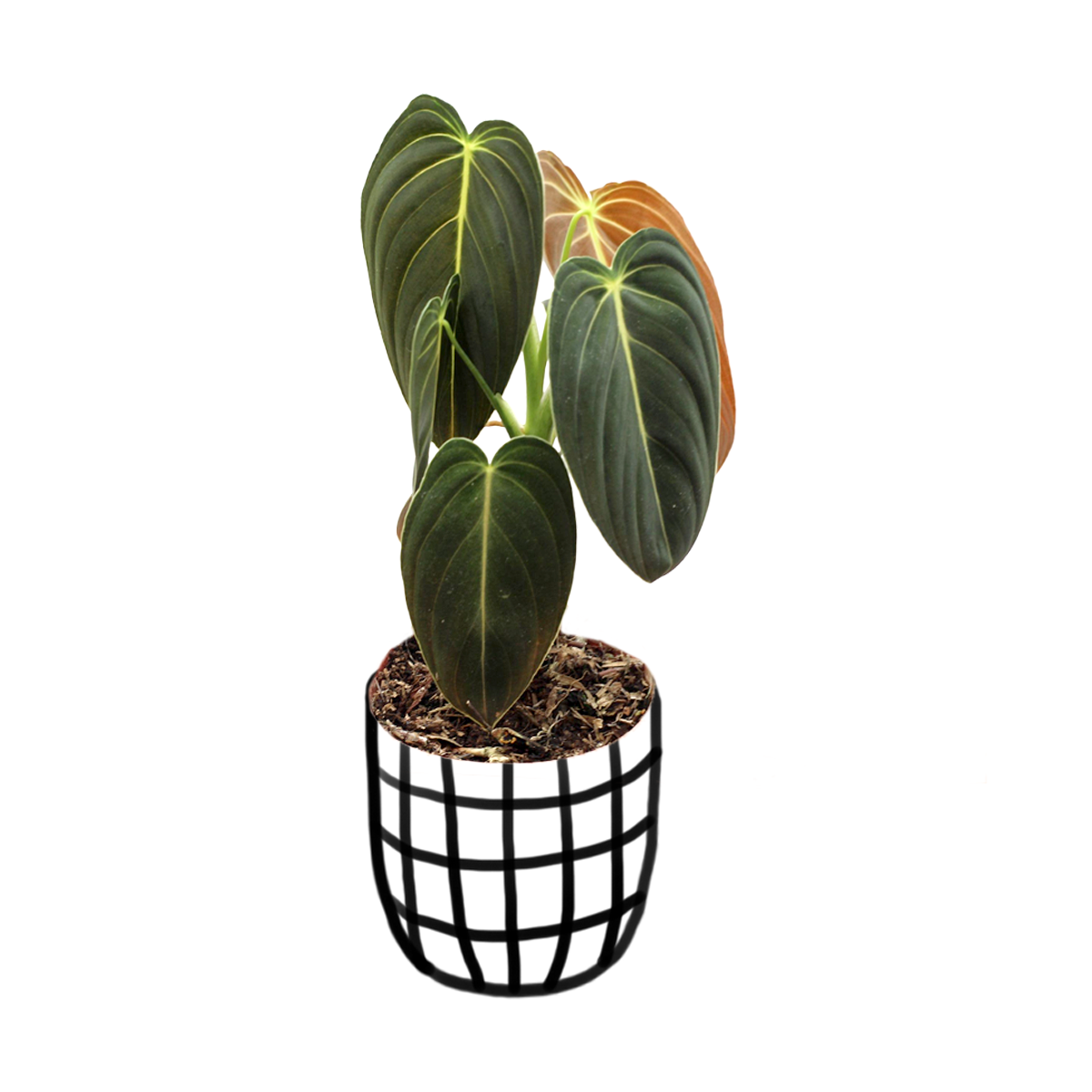 Philodendron Melanochrysum - Indoor & Outdoor Plants - soiled.in