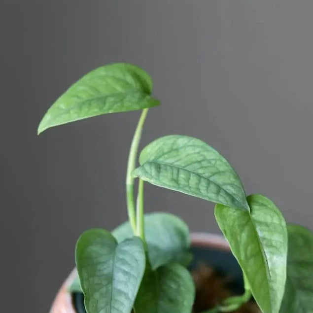 cebu blue pothos india