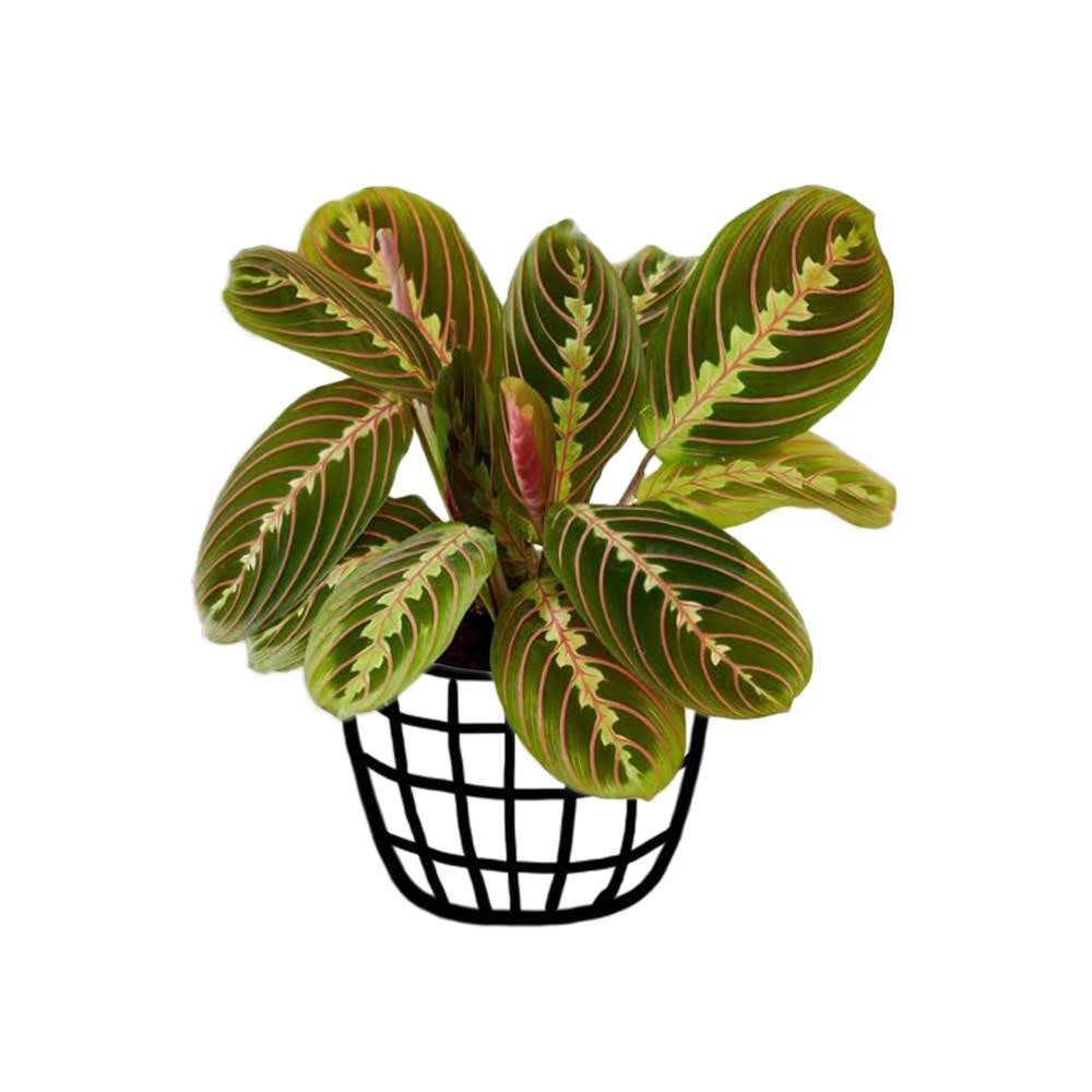 Maranta Leuconeura ‘Fascinator Tricolor’ - Foliage - soiled.in