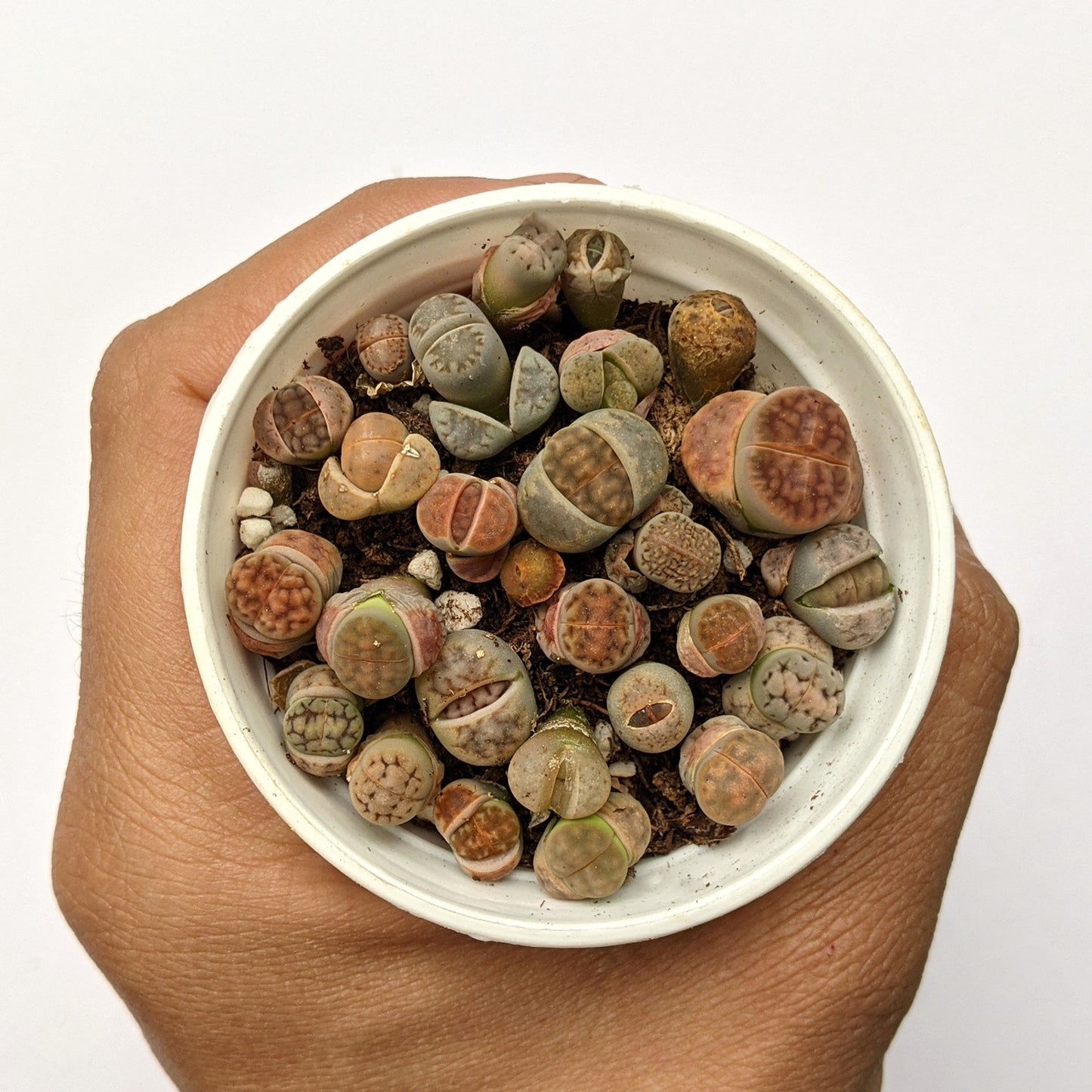 Lithops - Lithops - soiled.in