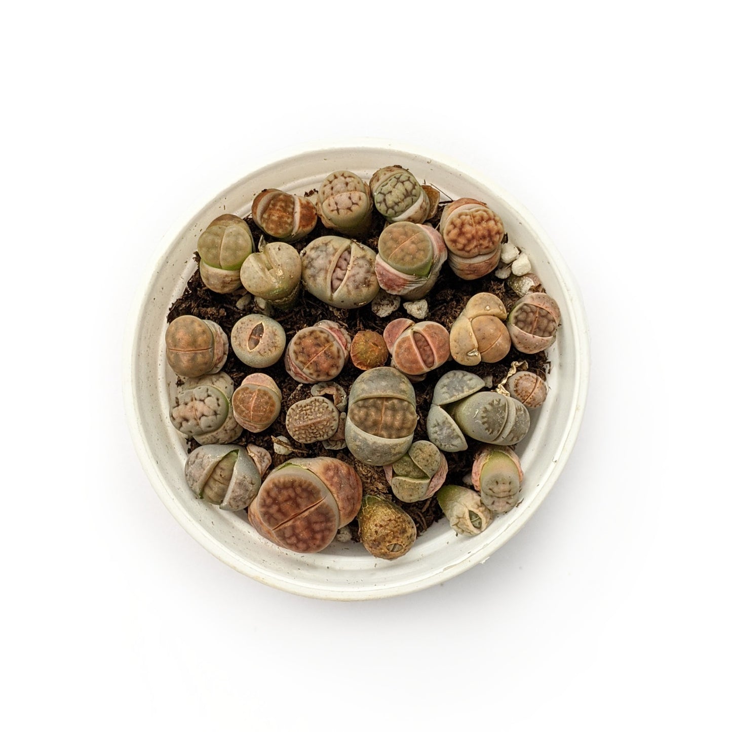 Lithops - Lithops - soiled.in