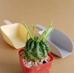 Euphorbia Meloformis x Schoenlandii - Cactus & Succulent - Soiled