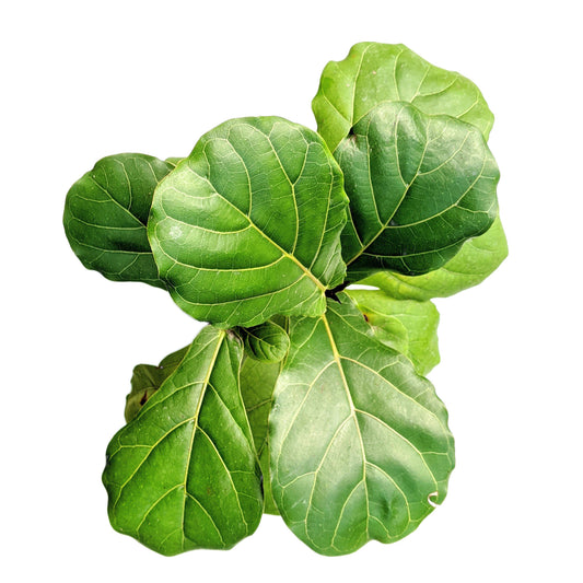 Ficus Lyrata (Fiddle Leaf Fig) - Foliage - soiled.in