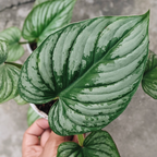 Philodendron Mamei (Silver Cloud) - Philodendron - Soiled