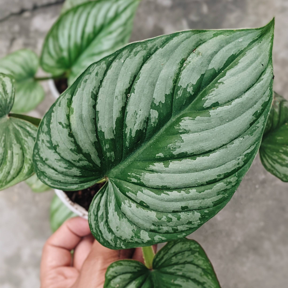 Philodendron Mamei (Silver Cloud) - Indoor & Outdoor Plants - soiled.in