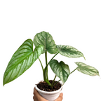 Philodendron Mamei (Silver Cloud) - Philodendron - Soiled