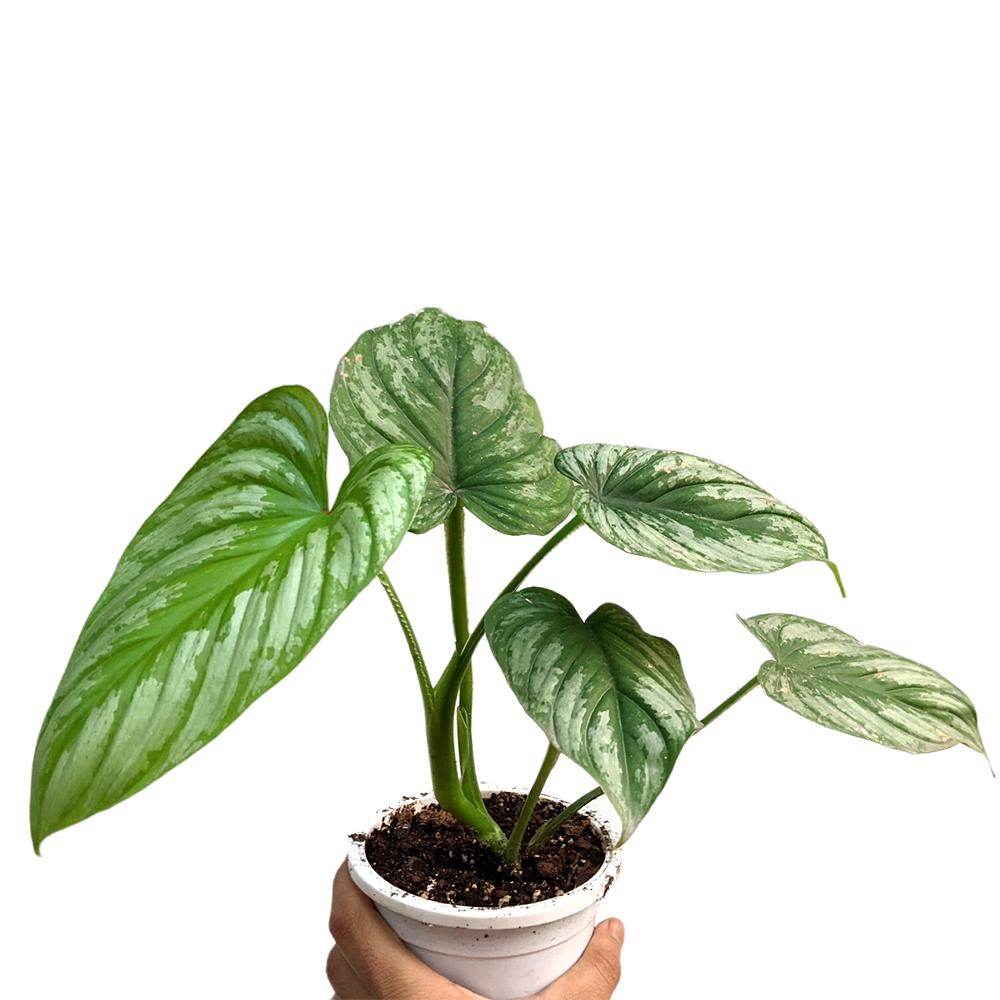 Philodendron Mamei (Silver Cloud) - Indoor & Outdoor Plants - soiled.in