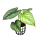 Philodendron Mamei (Silver Cloud) - Indoor & Outdoor Plants - soiled.in