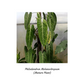 Philodendron Melanochrysum - Indoor & Outdoor Plants - soiled.in