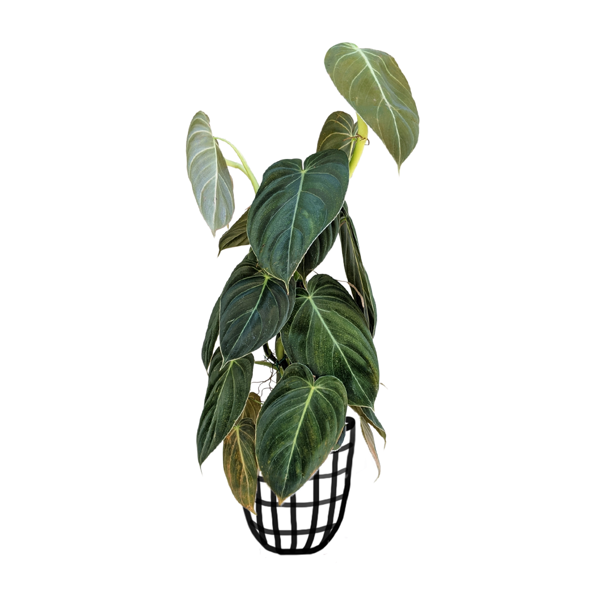 Philodendron Melanochrysum - Indoor & Outdoor Plants - soiled.in