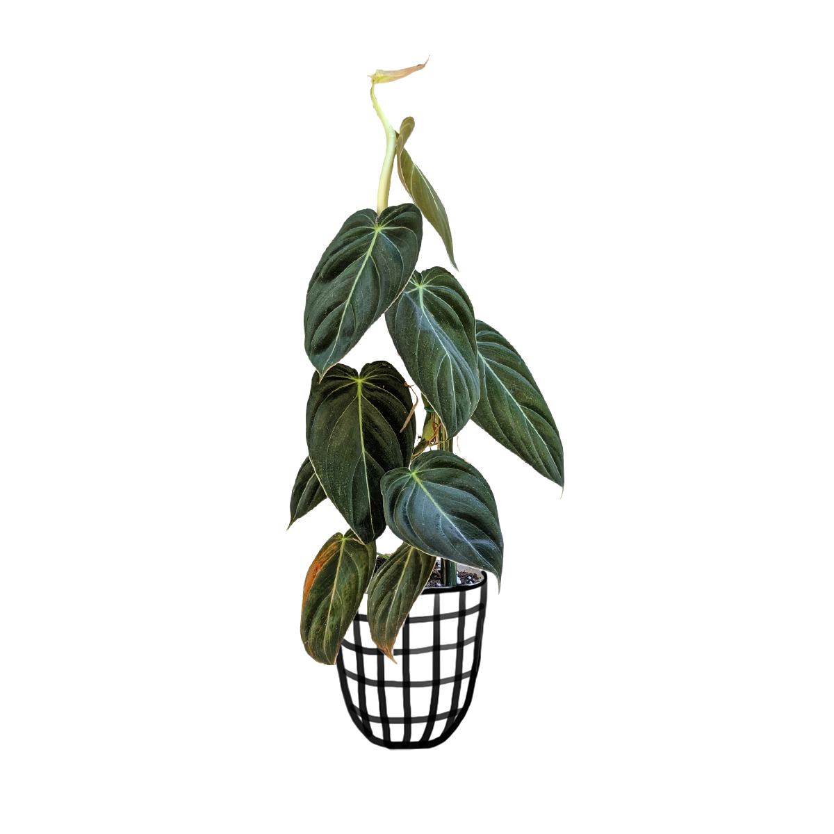 Philodendron Melanochrysum - Indoor & Outdoor Plants - soiled.in