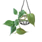 Philodendron Micans - Philodendron - soiled.in