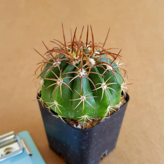 Melocactus metanzanus (Red Cap) - Cactus - soiled.in