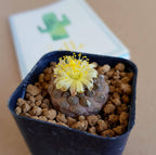 Copiapoa Hypogea cv. 'Lizard skin' - Cactus & Succulent - Soiled