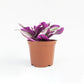 Tradscantia Nanouk - Tradescantia - soiled.in