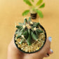 Ferocactus Horridus - Cactus - soiled.in