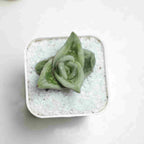 Gasteria cv. Green Ice - Cactus & Succulent - Soiled