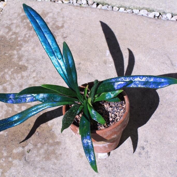 Blue Oil Fern (Microsorum Thailandicum) - Fern - soiled.in