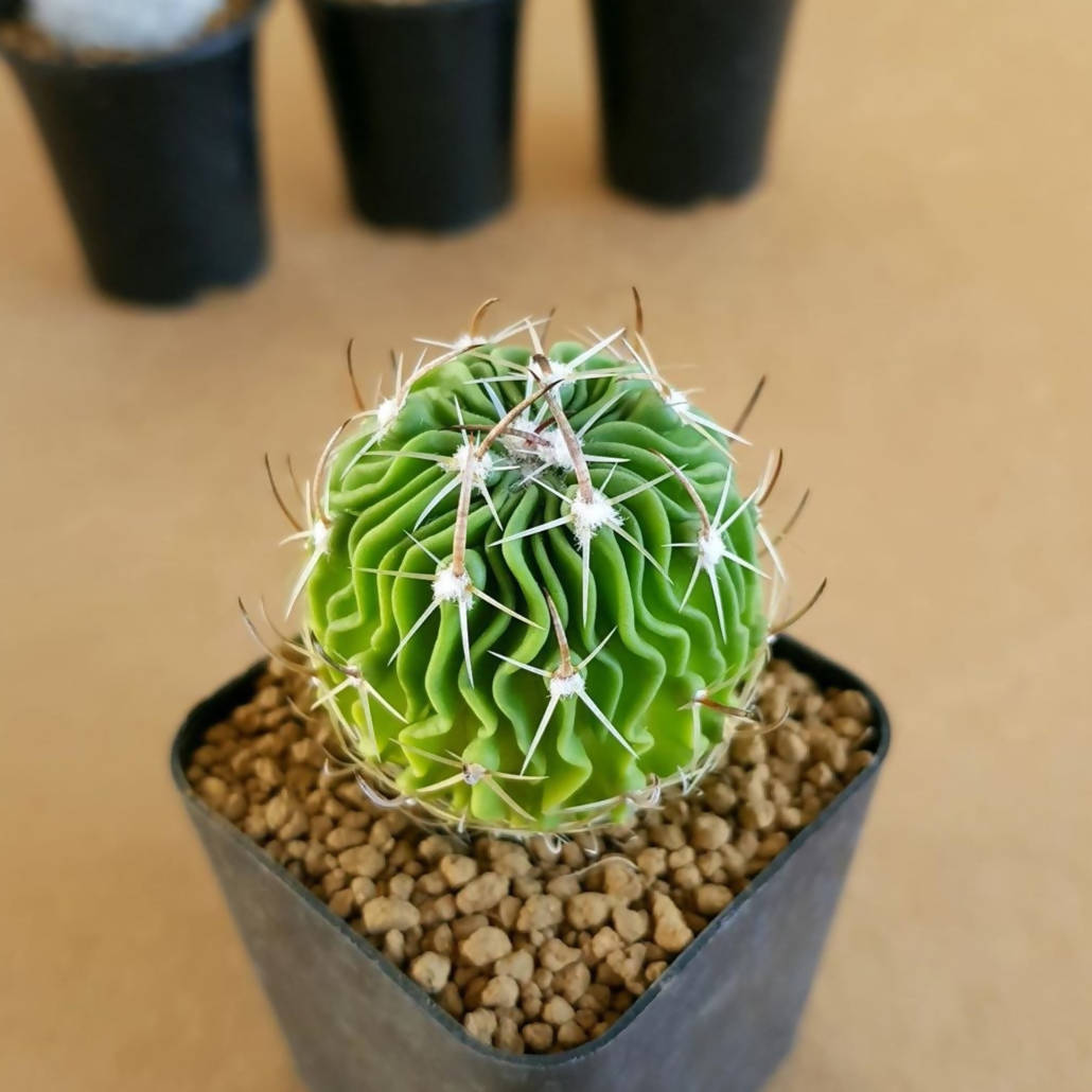 Echinofossulocactus Multicostatus - Cactus - soiled.in