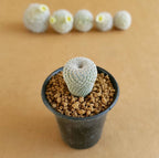 Epithelantha Micromeris - Cactus & Succulent - Soiled
